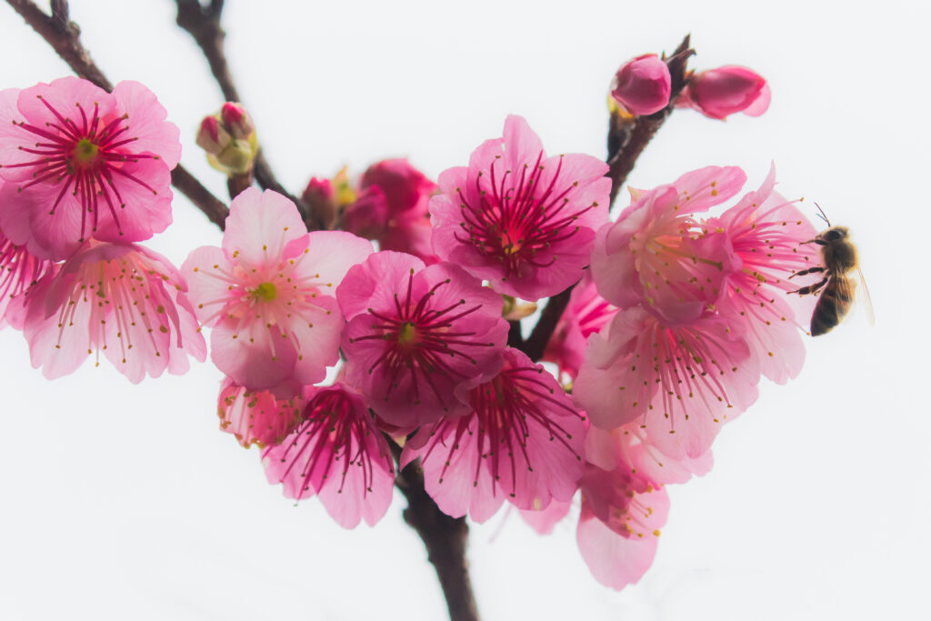 hello this is test image
